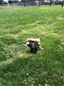 dog rescue George Carlin puppy mills