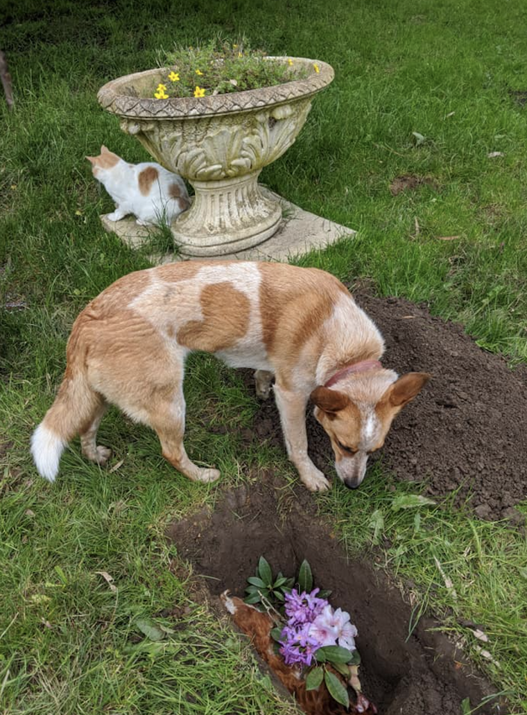 Companion Animal graves