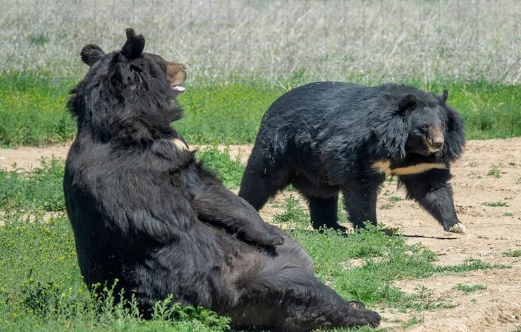 Bear Dillon