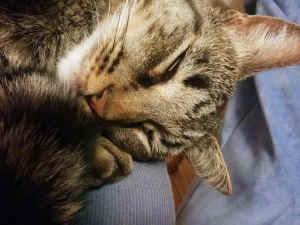 divine feline grace