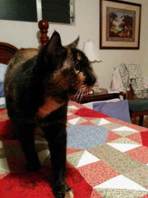 divine feline grace