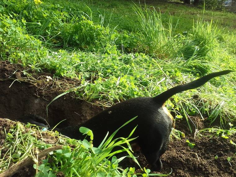 Sweetgrass Dachshund