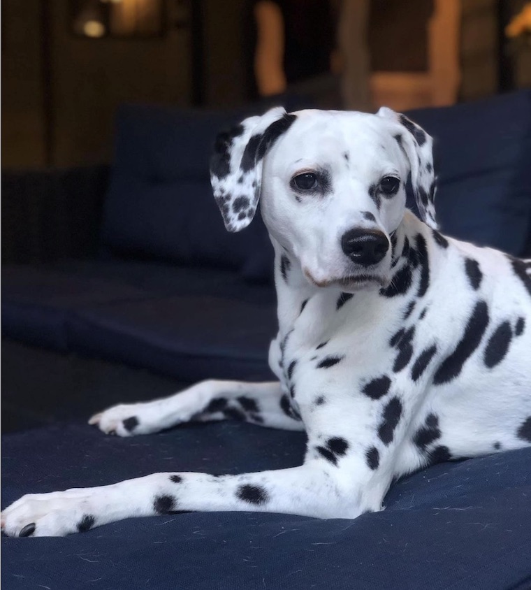 Dalmation Dolores