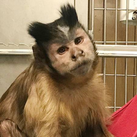 Draven Capuchin