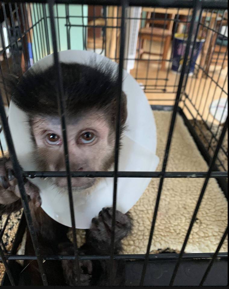 Draven Capuchin