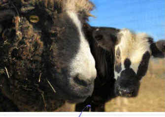 cow calf goat gander sanctuary