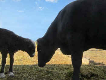 cow calf goat gander sanctuary