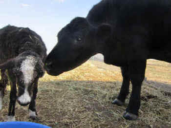 cow calf goat gander sanctuary