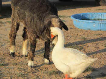 cow calf goat gander sanctuary