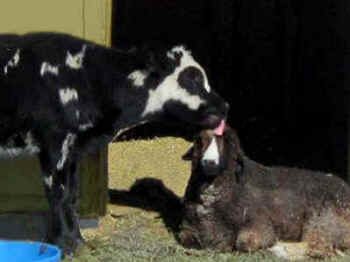 cow calf goat gander sanctuary