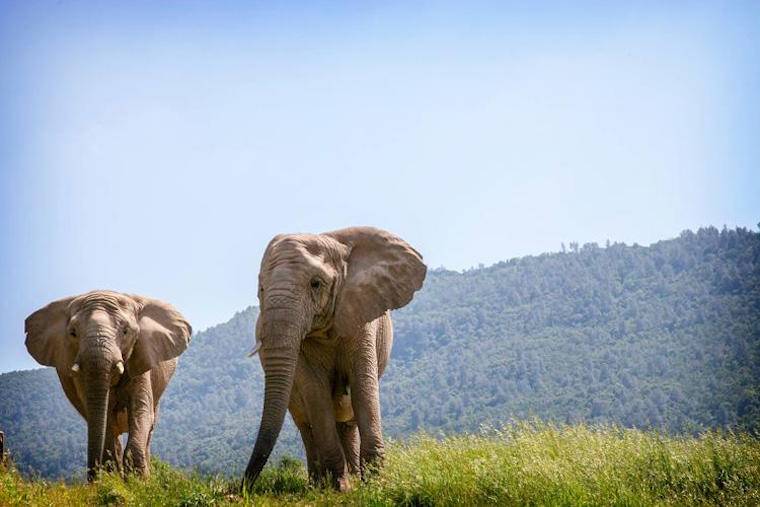 Elephants Thika Mara