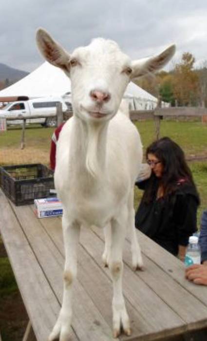 emmett goat