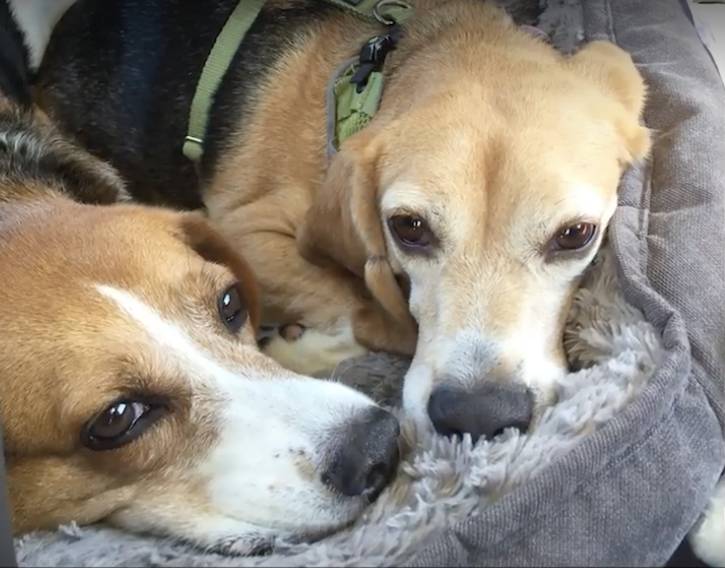 beagles Raymond and Junior