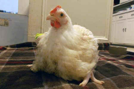 chicken friends