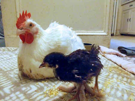 chicken friends
