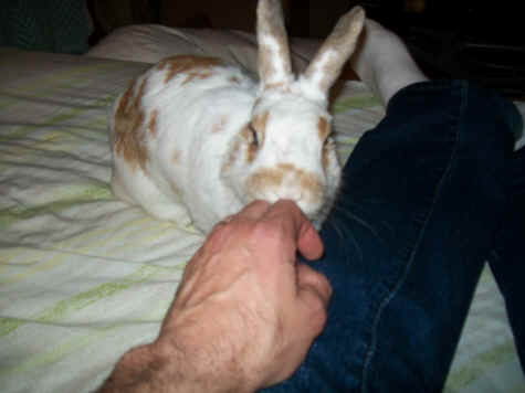 Gary Loewenthal, Fiona, bunny, rabbit