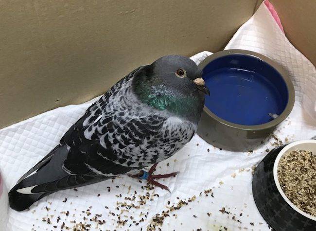 Freddie Pigeon