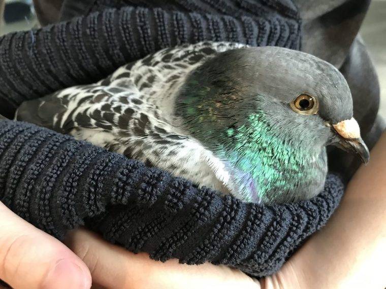 Pigeon Freddie