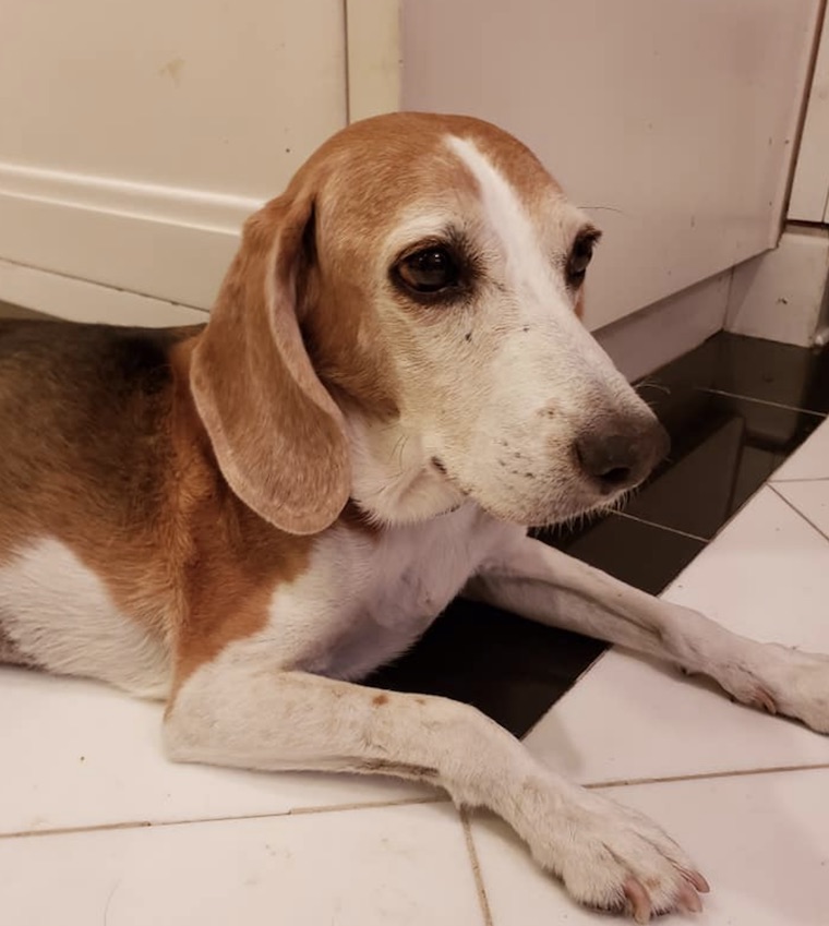 Dog Frederick