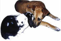 a-friends-SandyandFunnyBunny2_small