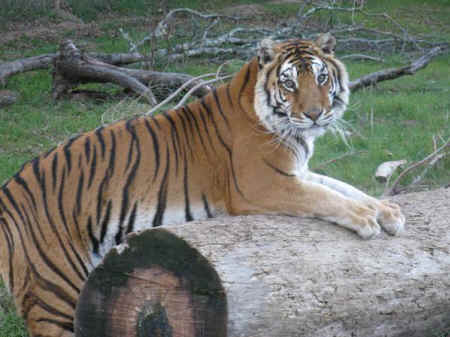 tiger Ginger