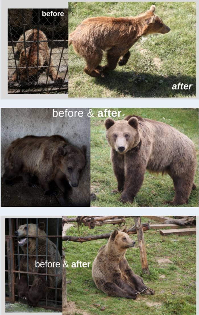 rescued bears