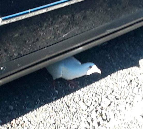 White Dove