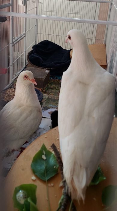Doves