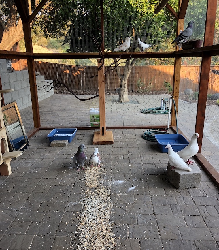 aviary