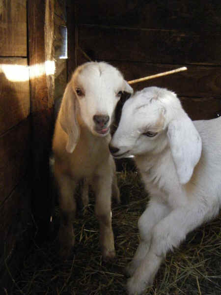 rescued goats