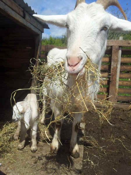 rescued goats