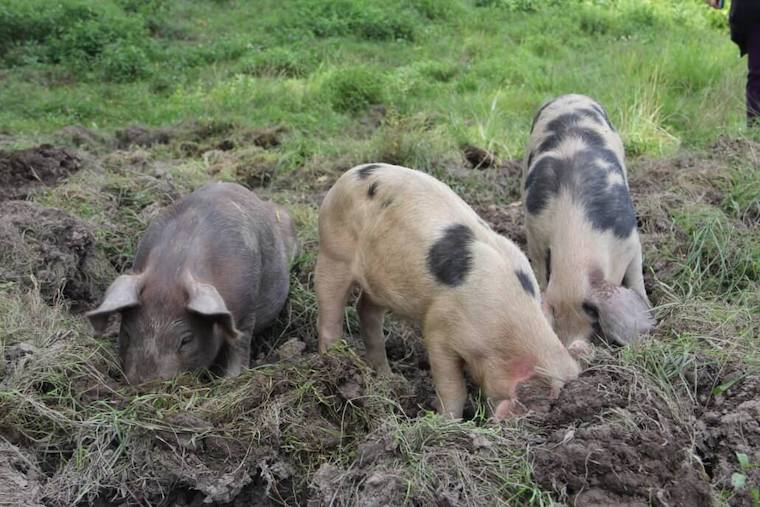 Piglets rooting
