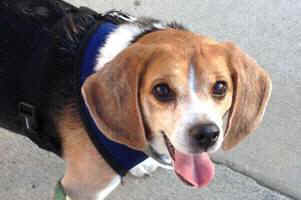 Clover laboratory beagle