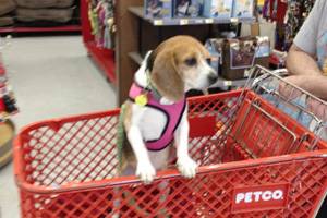 Clover laboratory beagle