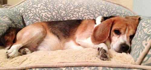 Clover laboratory beagle