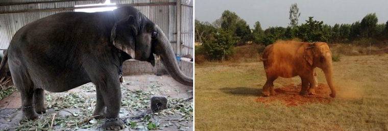 Elephant Gowri