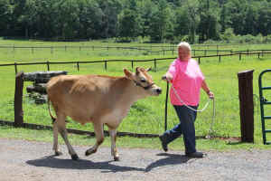 Catskill sanctuary bovine calf