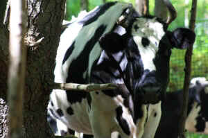 VINE sanctuary cow Rosetta
