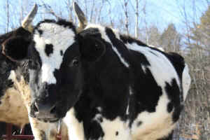 VINE sanctuary cow Rosetta