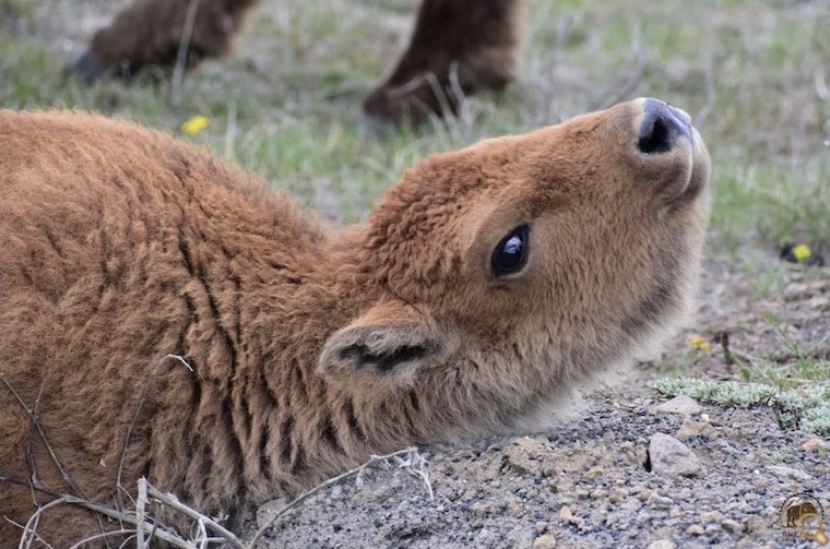 Bison Calf