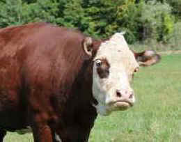rescued cow Helen