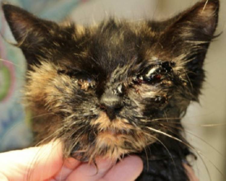 rescued cat Hermione