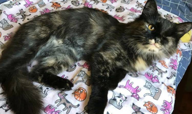 rescued cat Hermione