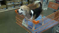 beagle freedom rescue lab