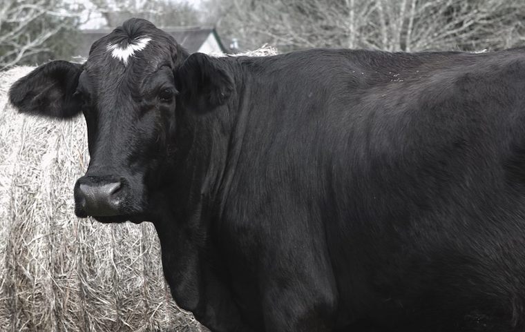 Cow Rowdy Girl