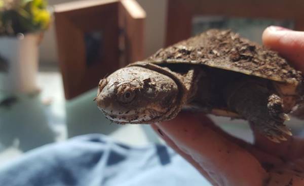 Turtle Houdini