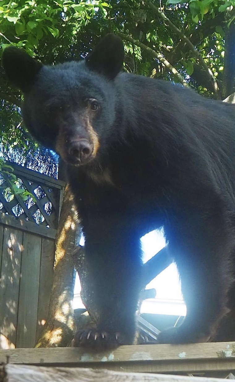 Huckleberry Bear