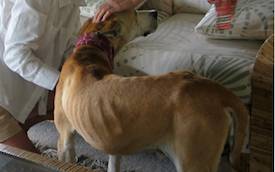 rescued dog valiant