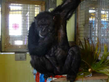 Iris chimp rescued