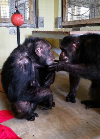 Iris chimp rescued
